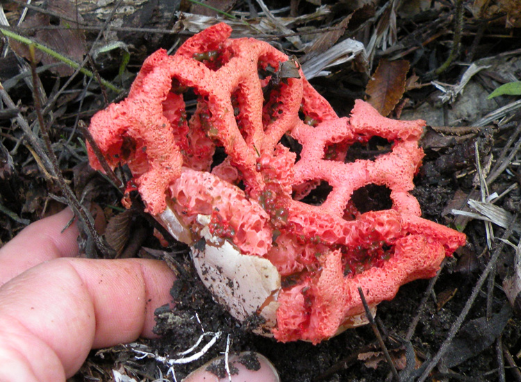 Primordio di  Clathrus ruber